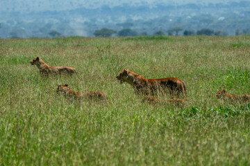 Group of lions and cubs walk through the grass