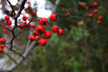 red berries on a branch