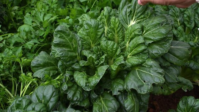 Farmers inspect organic kai-lan or Chinese kale fields before harvesting. Gai lan, kai-lan, Chinese broccoli, or Chinese kale is a leafy vegetable with thick, flat, glossy blue-green leaves.