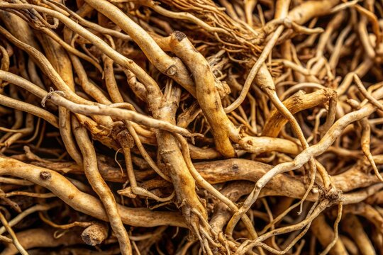 Time-stretched aerial view: delicate lines of dried Chinese Senega (Polygala tenuifolia) roots.