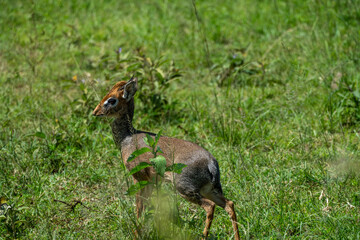 DikDik in the grass