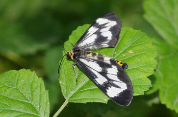 ヒロオビトンボエダシャク