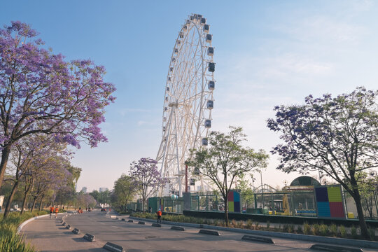 Ferris wheel in the new Aztlan Urban Park an 85-meter-high urban icon, in the Second Section of Chapultepec Forest on a spring morning with the jacaranda trees in bloom