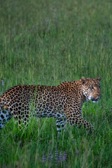 Leopold walking through the grass in Africa 