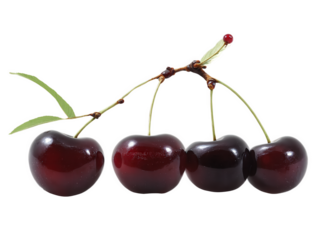 Chokecherries (Prunus virginiana) Dark red-purple chokecherries with a tart, astringent flavor, made into jellies, syrups, or dried into snacks. Favored