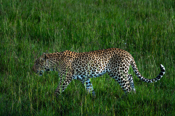 Leopold walking through the grass in Africa 