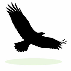 A black bird with white feathers. The bird is flying in the air. The bird is in the middle of the image