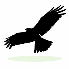 A black bird with white feathers. The bird is flying in the air. The bird is in the middle of the image