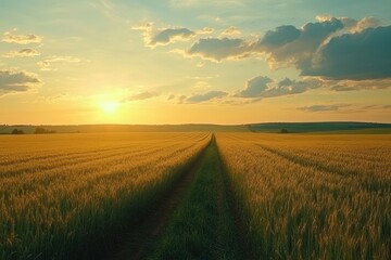 Fototapeta premium Golden wheat field at sunset; a dirt road cuts through. Perfect for agriculture, harvest, and rural themes; evokes peace and tranquility.
