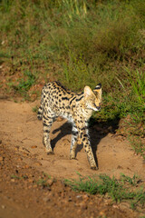 Serval Cat in rare sighting of the Maasai Mara, Kenya