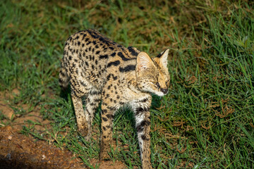 Serval Cat in rare sighting of the Maasai Mara, Kenya