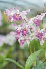 Delicate pink and white Dendrobium orchids in full bloom, captured in a tropical greenhouse....