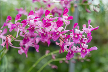 Blooming pink Dendrobium orchids in a vibrant tropical garden, showcasing delicate petals and rich color, captured in a serene botanical environment.