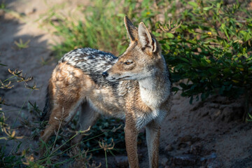 Jackal in the wild of Serengeti, Tanzania 