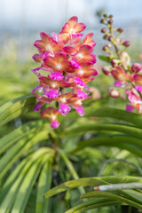Pink Vanda orchid in bloom with green foliage, ideal for event planning designs, floral arrangements, or creating natural-inspired visuals for home or office interiors.