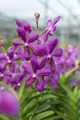 Pink Vanda orchids in full bloom, set against a blurred foliage backdrop creating a beautiful bokeh effect. The vibrant scene highlights the elegance and exotic beauty of this tropical flower.