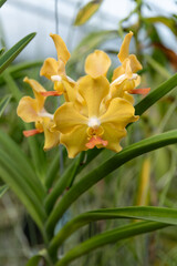 Abstract reflection of trees and greenery in rippling water, creating a textured, artistic pattern. Ideal for art projects, website backgrounds, or branding for eco-focused businesses.
