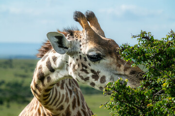 Maasai giraffe roaming the fields of Africa 