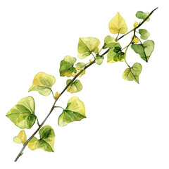 A watercolor painting of a Creeping Jenny branch, isolated on a white background. Creeping Jenny branch vector.
