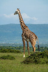 Obraz premium Maasai giraffe roaming the fields of Africa 