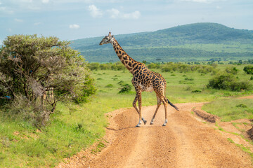 Fototapeta premium Maasai giraffe roaming the fields of Africa 