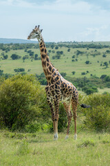 Maasai giraffe roaming the fields of Africa 
