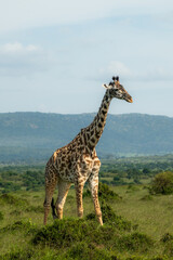 Maasai giraffe roaming the fields of Africa 