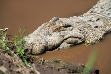 Naklejka premium alligator in the swamp
