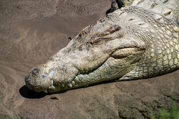 crocodile in the water