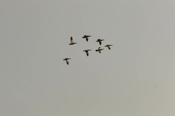flock of birds, ruddy shelduck