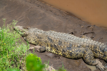 Crocodile in the swamp