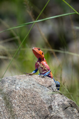Close up macro shot of colourful monitor lizard in Africa