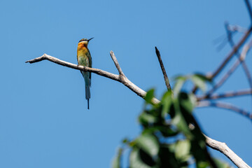 Blue-tailed Bee-eater, Merops philippinus, perching on tree branch in forest park, richly coloured, slender bird, green overall, blue tail, thin black mask and brown throat, habitats close to water