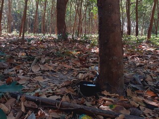 Harvesting rubber from rubber tree farms, a popular economic crop grown in warm countries.