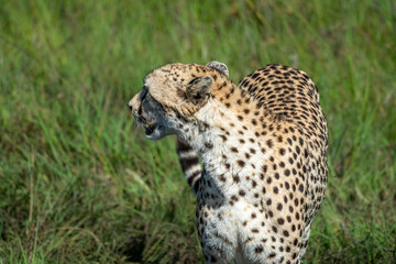 cheetah in the grass looking away
