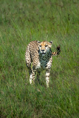 Cheetah hunting for food in the fields of Maasai Mara, Kenya