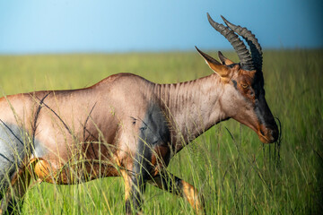 Topi in the Serengeti, Tanzania