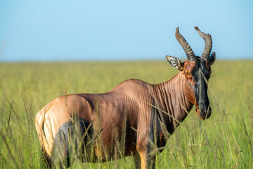 Topi in the Serengeti, Tanzania