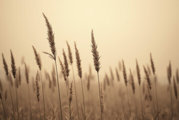 Obraz premium A field of tall grass in sepia tones.
