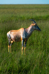 Topi in the Serengeti, Tanzania