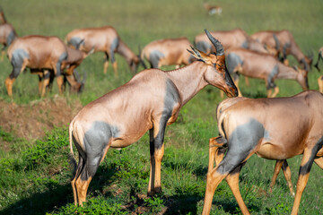 Topi in the Serengeti, Tanzania