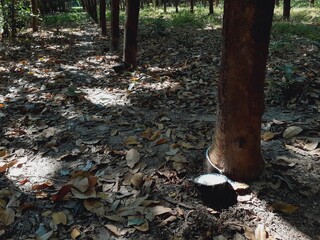 Harvesting rubber from rubber tree farms, a popular economic crop grown in warm countries.