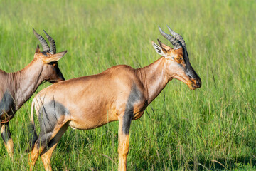 antelope in the savannah