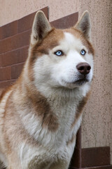 Portrait of a Laika dog, white and red, close-up.
