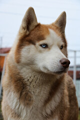 Portrait of a Laika dog, white and red, close-up.