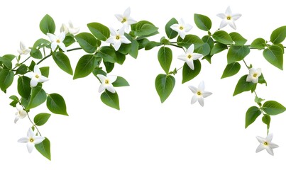 Obraz premium White flowers and green leaves vine isolated on white background. (1)
