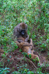 Baboon in the Serengeti of Africa with its baby