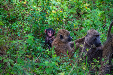 Baboon in the Serengeti of Africa with its baby