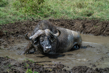 Obraz premium African water buffalo shaking off in mud pit