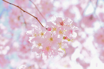 Obraz premium さくら サクラ 櫻 SAKURA cherry blossoms 